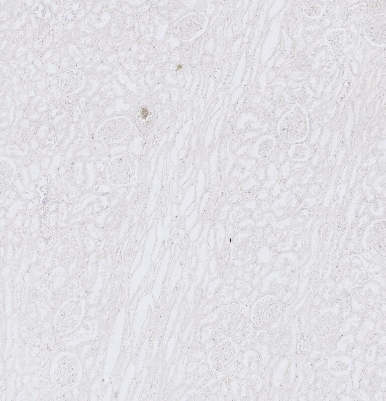 Unstained renal tissue section in digital pathology
